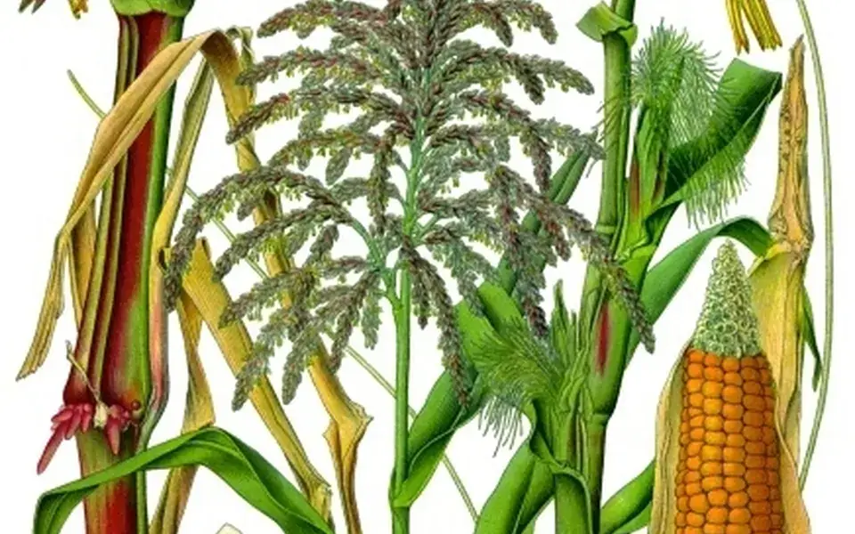 Maize was shaped by generations of selective breeding