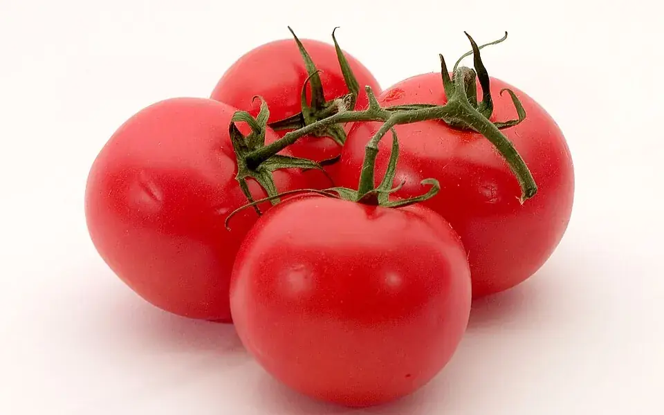 Illustration: Tomato