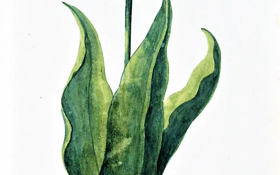 A tulip illustration from a historical collection of botanical images.