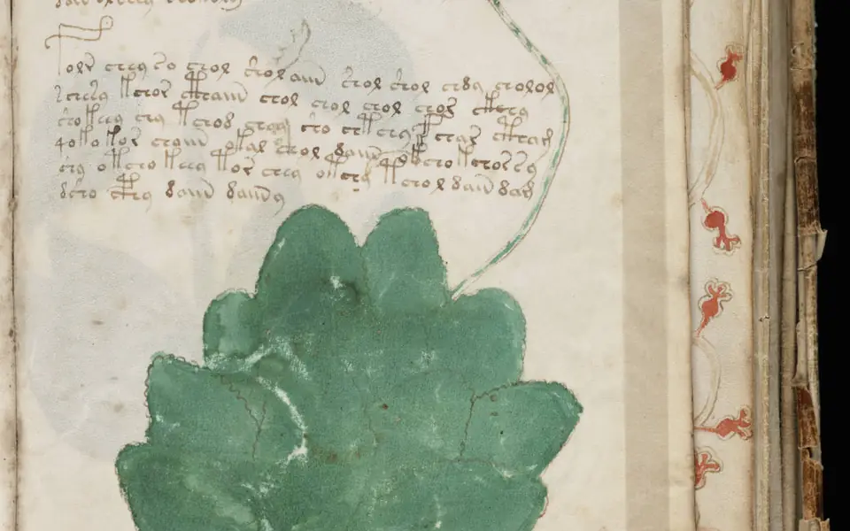 A detail of a botanical page of the Voynich manuscript, with a green plant and unidentified writing