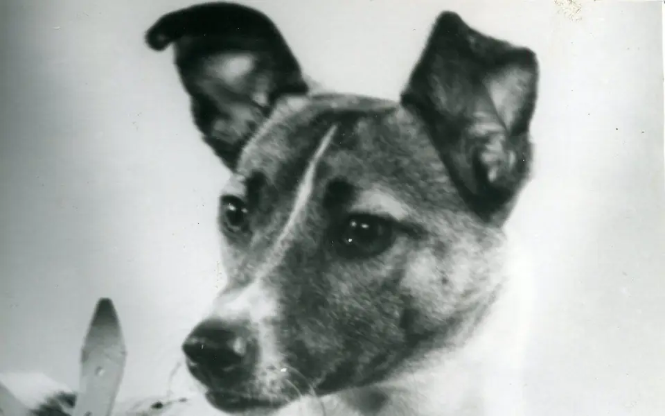 Laika photographed before her 1957 orbital flight