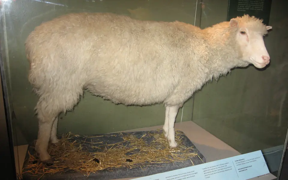 The preserved Dolly the sheep on display at the National Museum of Scotland in a photograph uploaded in 2005