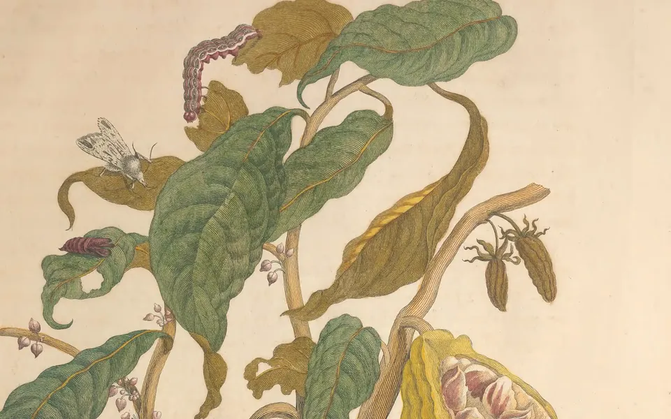 Detail of cacao leaves, a caterpillar and a moth in plate 26 of Maria Sibylla Merian’s Metamorphosis insectorum surinamensium (1705)