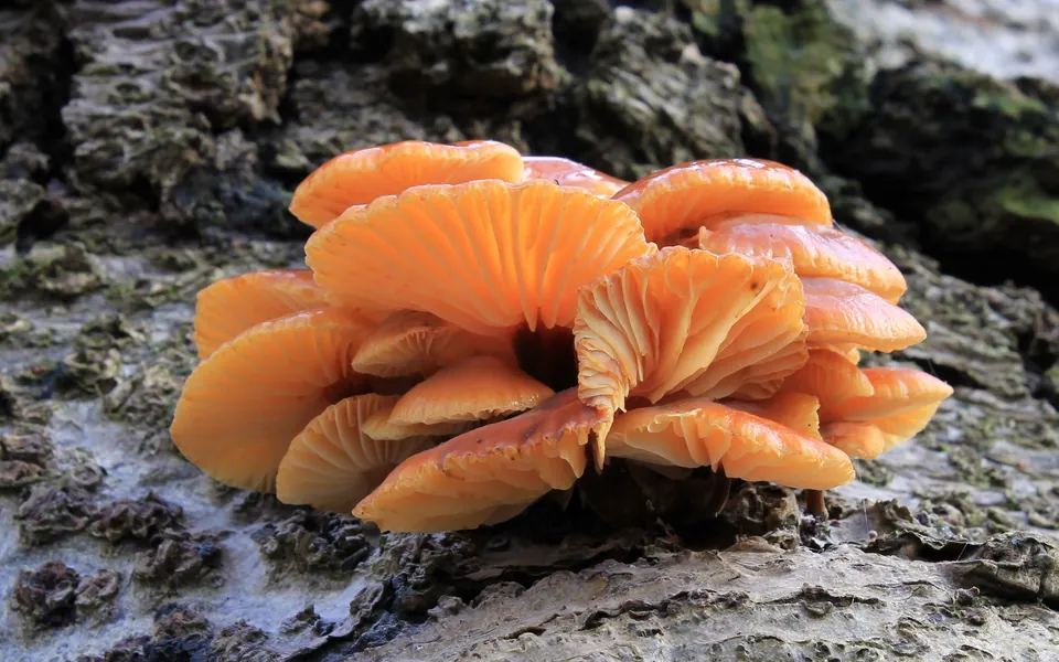 Modern photograph of velvet shank mushrooms identified as Flammulina velutipes, a fungus involved in Potter’s spore studies; these are not her original specimens